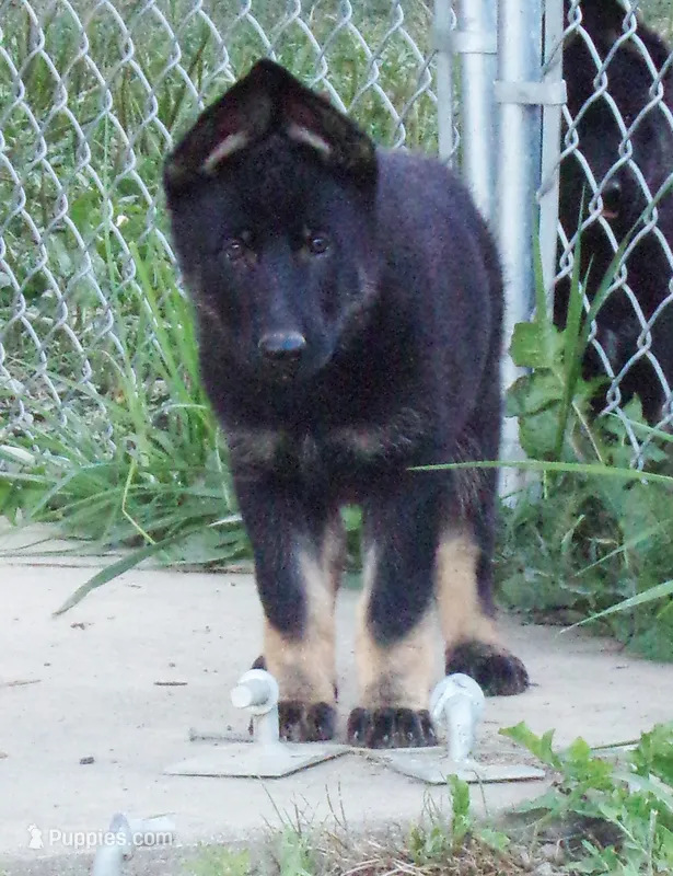 Pink Collar – German Shepherd Dog puppy for sale in Strasburg, OH