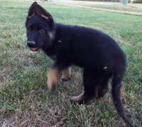 Green Collar, a male German Shepherd Dog for sale in Strasburg, OH – 2 of 7