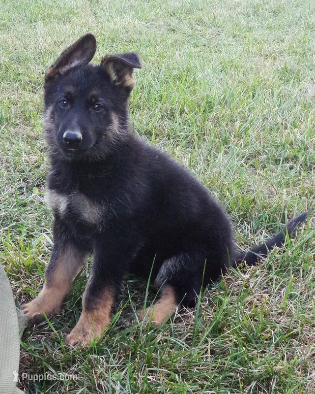 Sky Blue Collar – German Shepherd Dog puppy for sale in Strasburg, OH