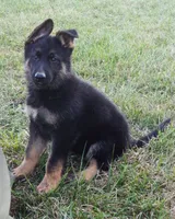 Sky Blue Collar, a female German Shepherd Dog for sale in Strasburg, OH – 1 of 7