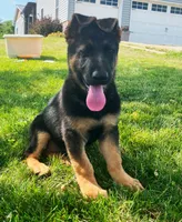Seelia, a female German Shepherd Dog for sale in Strasburg, OH – 1 of 5