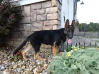 Oakley, a female German Shepherd Dog for sale in Strasburg, OH – 6 of 10
