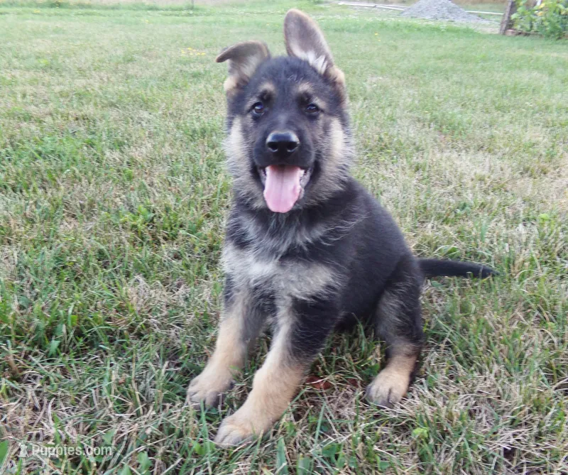 Red Collar – German Shepherd Dog puppy for sale in Strasburg, OH