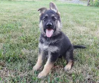 Red Collar, a male German Shepherd Dog for sale in Strasburg, OH – 1 of 6
