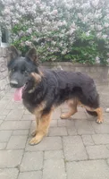 Oakley, a female German Shepherd Dog for sale in Strasburg, OH – 10 of 10