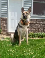 Purple Collar, a female German Shepherd Dog for sale in Strasburg, OH – 6 of 6