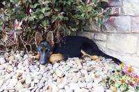Oakley, a female German Shepherd Dog for sale in Strasburg, OH – 3 of 10