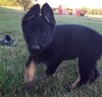 Pink Collar, a female German Shepherd Dog for sale in Strasburg, OH – 2 of 6