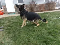 Oakley, a female German Shepherd Dog for sale in Strasburg, OH – 8 of 10