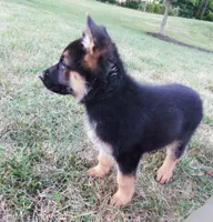 Black Collar, a male German Shepherd Dog for sale in Strasburg, OH – 4 of 7
