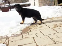 Barkley, a female German Shepherd Dog for sale in Strasburg, OH – Photo 3 of 6