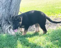 Seelia, a female German Shepherd Dog for sale in Strasburg, OH – 3 of 5
