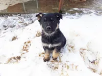 Charlie, a male German Shepherd Dog for sale in Strasburg, OH – Photo 2 of 3