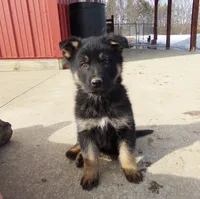 Charlie, a male German Shepherd Dog for sale in Strasburg, OH – Photo 1 of 3