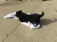 Charlie, a male German Shepherd Dog for sale in Strasburg, OH – Photo 3 of 3