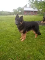 Oakley, a female German Shepherd Dog for sale in Strasburg, OH – 9 of 10