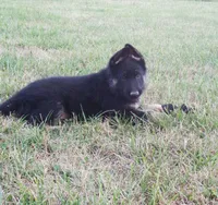 Green Collar, a male German Shepherd Dog for sale in Strasburg, OH – 3 of 7