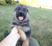 Red Collar, a male German Shepherd Dog for sale in Strasburg, OH – 3 of 6