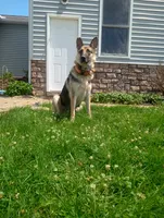 Pink Collar, a female German Shepherd Dog for sale in Strasburg, OH – 5 of 6