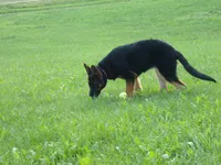 Oakley, a female German Shepherd Dog for sale in Strasburg, OH – 7 of 10