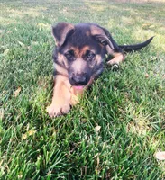 Shilo, a female German Shepherd Dog for sale in Strasburg, OH – 2 of 5