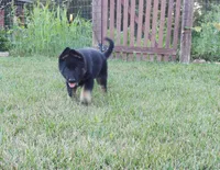 Purple Collar, a female German Shepherd Dog for sale in Strasburg, OH – 2 of 6