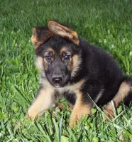 Black Collar, a male German Shepherd Dog for sale in Strasburg, OH – 3 of 7