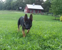 Oakley, a female German Shepherd Dog for sale in Strasburg, OH – 4 of 10
