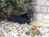 Oakley, a female German Shepherd Dog for sale in Strasburg, OH – 5 of 10