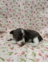 Daisy, a female Poodle - Toy  for sale in Haynesville, LA – 3 of 5