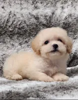 Sugar Plum, a female Poodle - Toy  for sale in Haynesville, LA – 3 of 4