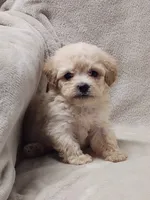 Sugar Plum, a female Poodle - Toy  for sale in Haynesville, LA – 9 of 9