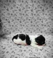 Jingles, a female Poodle - Toy  for sale in Haynesville, LA – 3 of 6