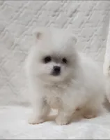 Prince, a male Pomeranian for sale in Haynesville, LA – 5 of 9