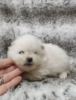 Dandy, a male Pomeranian for sale in Haynesville, LA – 2 of 3