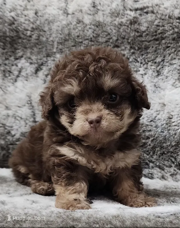 Clever – Poodle - Toy  puppy for sale in Haynesville, LA