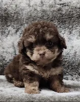 Clever, a male Poodle - Toy  for sale in Haynesville, LA – 1 of 3