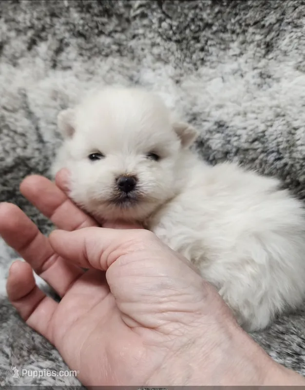 Prince – Pomeranian puppy for sale in Haynesville, LA