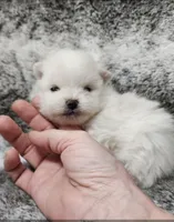 Prince, a male Pomeranian for sale in Haynesville, LA – 1 of 3