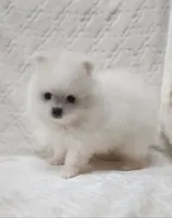 Prince, a male Pomeranian for sale in Haynesville, LA – 6 of 9