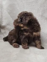 Ginger, a female Poodle - Toy  for sale in Haynesville, LA – 7 of 8