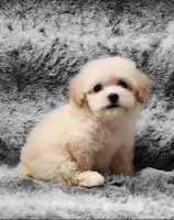 Sugar Plum, a female Poodle - Toy  for sale in Haynesville, LA – 4 of 4
