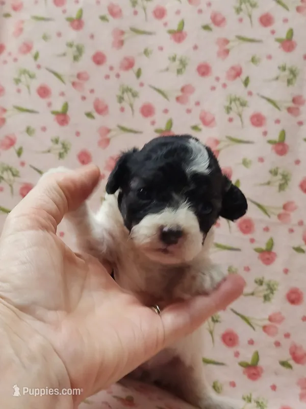 Jingles – Poodle - Toy  puppy for sale in Haynesville, LA