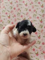 Jingles, a female Poodle - Toy  for sale in Haynesville, LA – 1 of 6