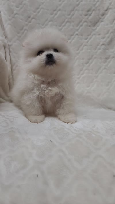 Dandy, a male Pomeranian for sale in Haynesville, LA – 8 of 8