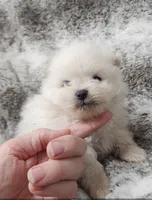 Dandy, a male Pomeranian for sale in Haynesville, LA – 3 of 3