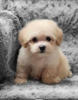 Sugar Plum, a female Poodle - Toy  for sale in Haynesville, LA – 2 of 4