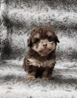 Clever, a male Poodle - Toy  for sale in Haynesville, LA – 3 of 3