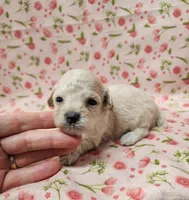 Sugar Plum, a female Poodle - Toy  for sale in Haynesville, LA – 2 of 5
