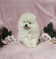 Friendly, a female Pomeranian for sale in Haynesville, LA – Photo 7 of 9